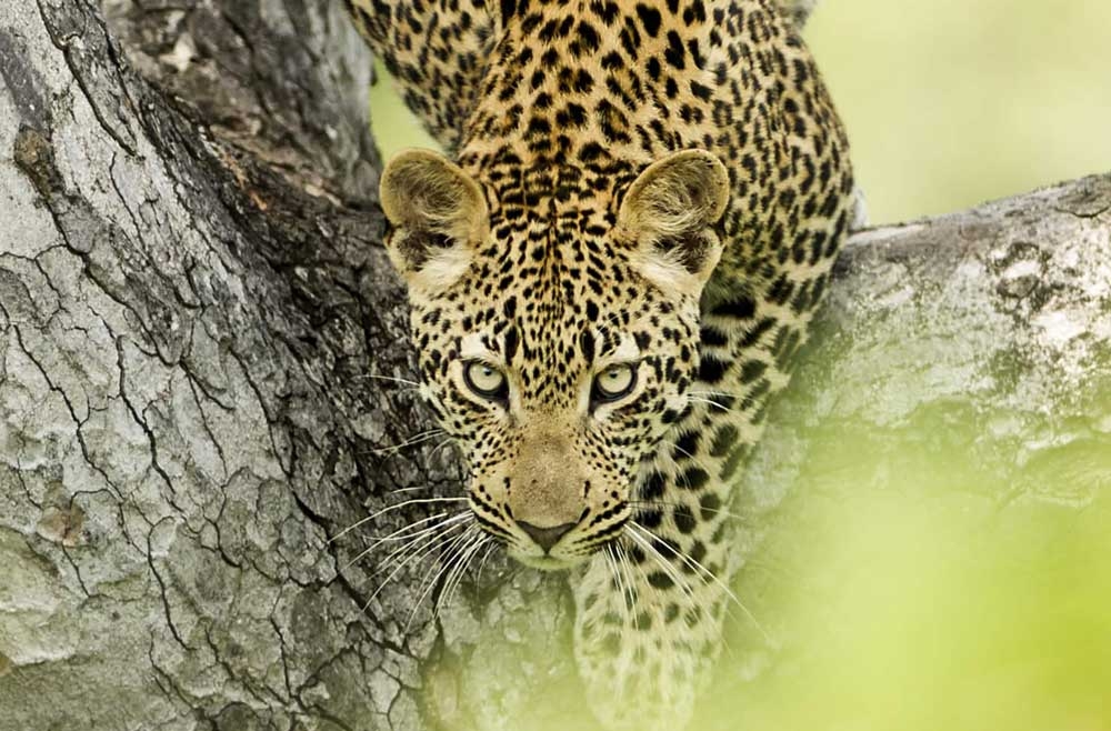 All eyes on Singita’s epic safari lodge offering 