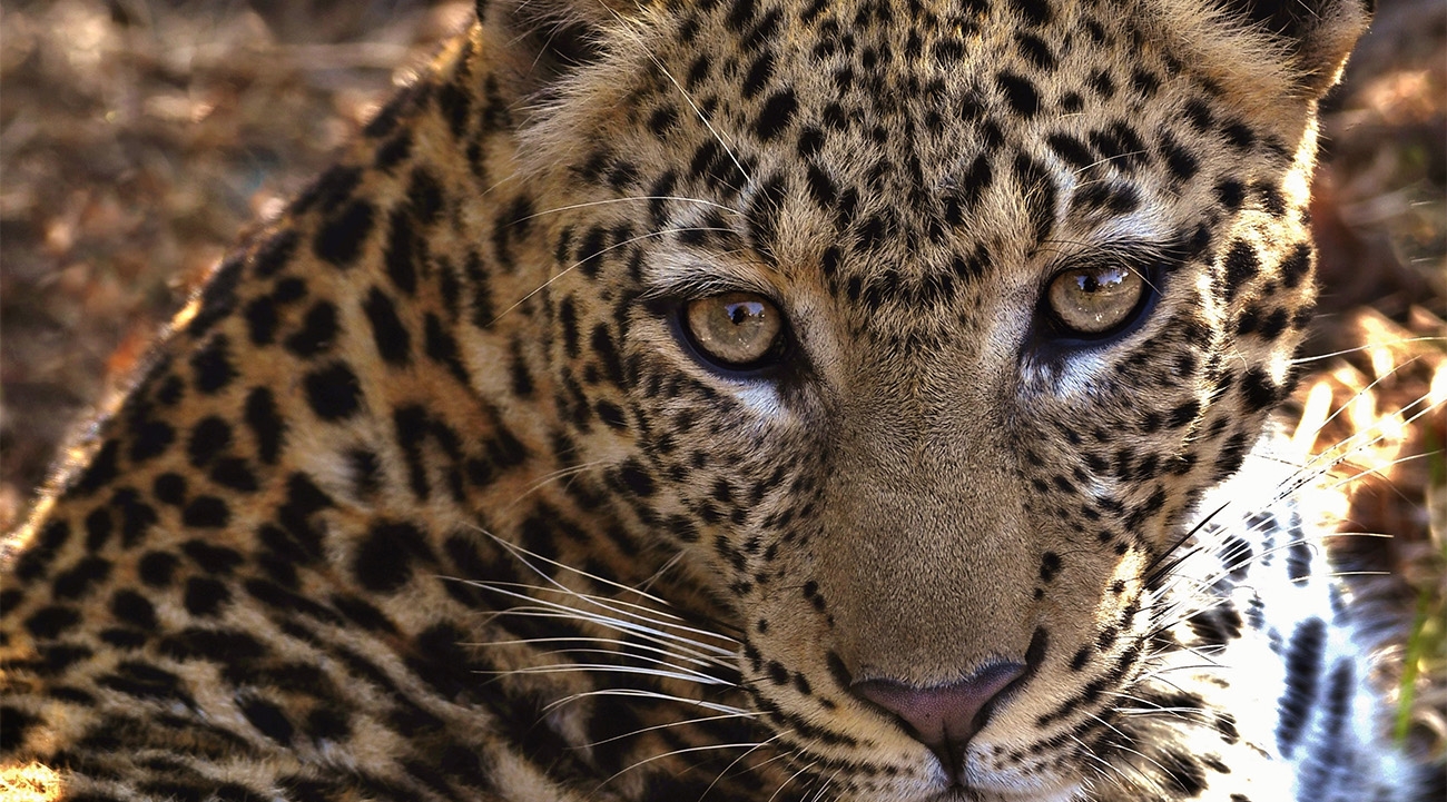 Among the reeds: Combining Zambia's epic wildlife with modern luxury lodges