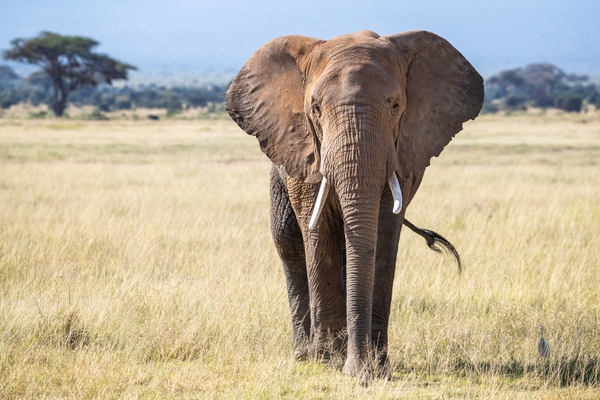 Connections to host webinar on Africa conservation