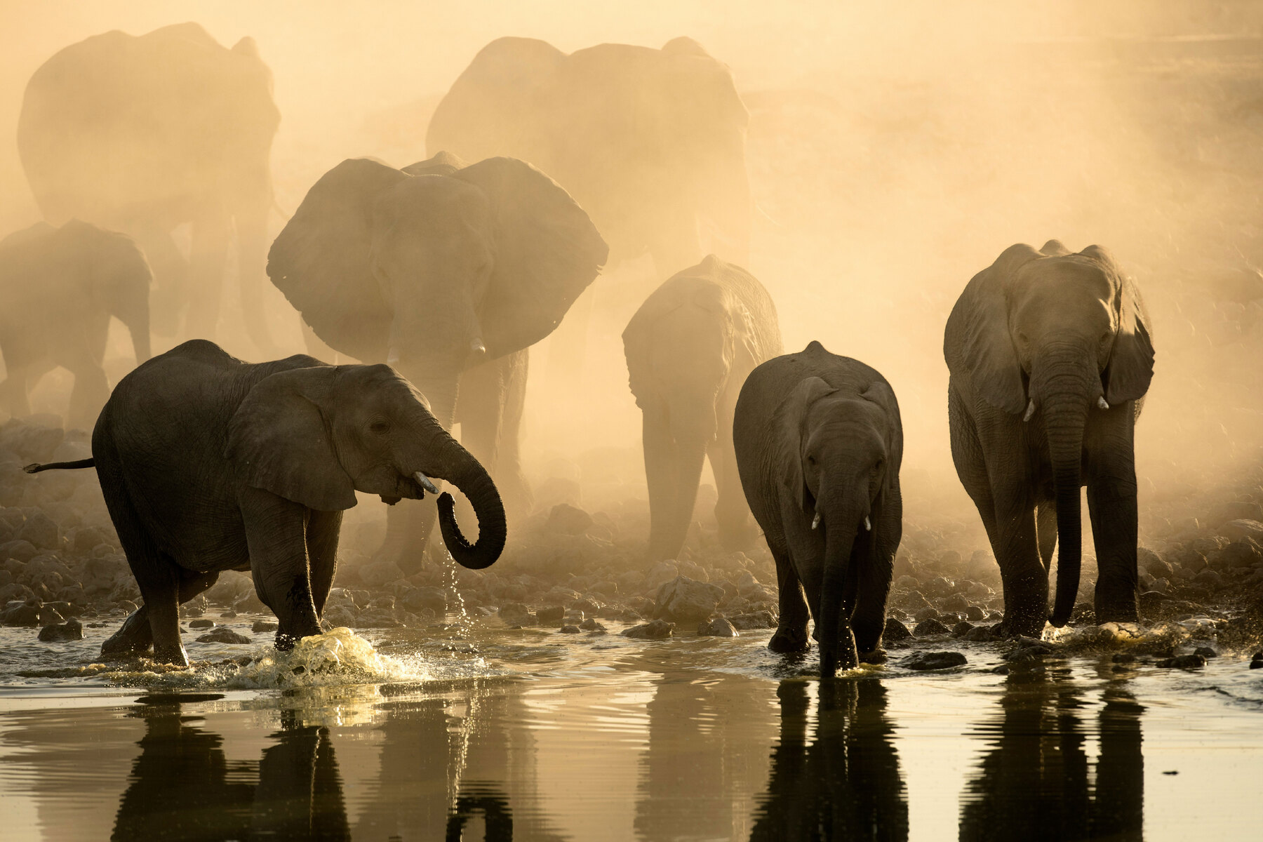 The beauty of not sharing on a Botswana safari