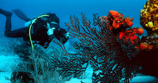 Tobago: Where adventure meets nature