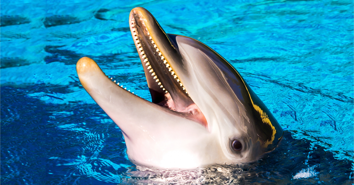 Updated: Thomas Cook removes attractions featuring captive dolphins ...