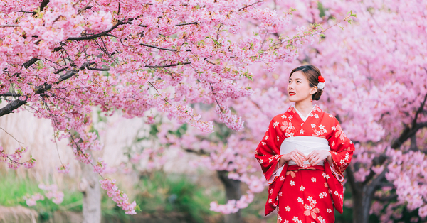 InsideJapan flags undertourism strategy as cherry blossom festival axed