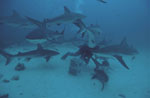 Great white hopes