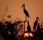 Brazil: Plain old animal attraction