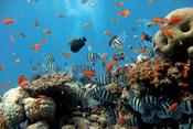 Red Sea: beyond diving in Sharm and Eilat – 30 Aug 2007