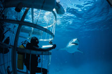 Diving Holidays:  This must be underwater love