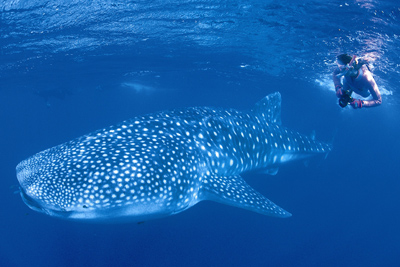 Australia: essential adventure holiday experiences