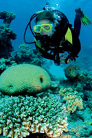 Diving holidays: 20 selling tips for travel agents