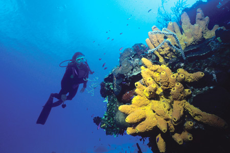 Red Sea: diving holidays to suit every client
