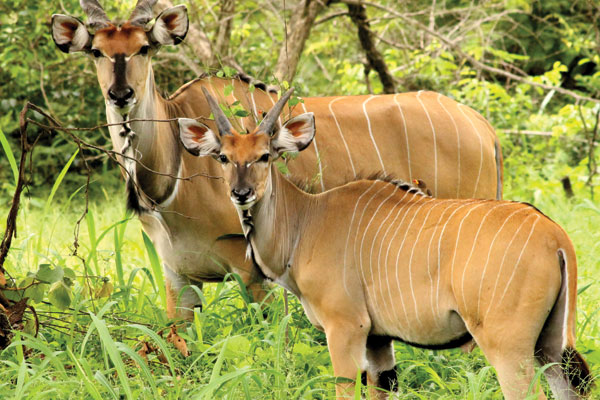 10 of the best African animals