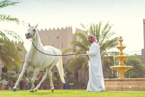 Experience the natural beauty and culture of Ajman