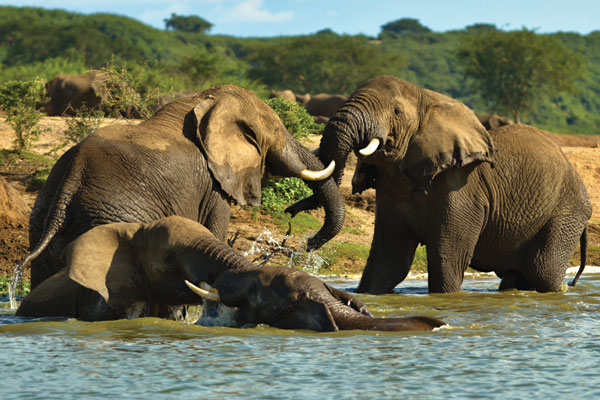 Experience the wild side of Uganda