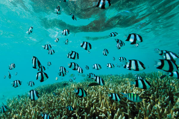 Responsible travel: Marine conservation