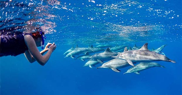 Kuoni parent Dertour Group drops excursions involving marine animals in captivity 