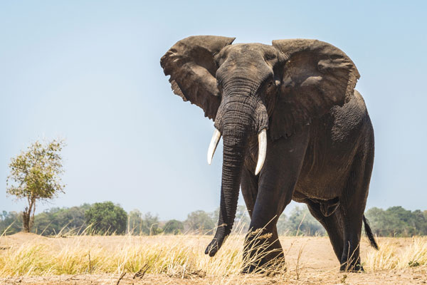 Zambia and Zimbabwe: top safari picks