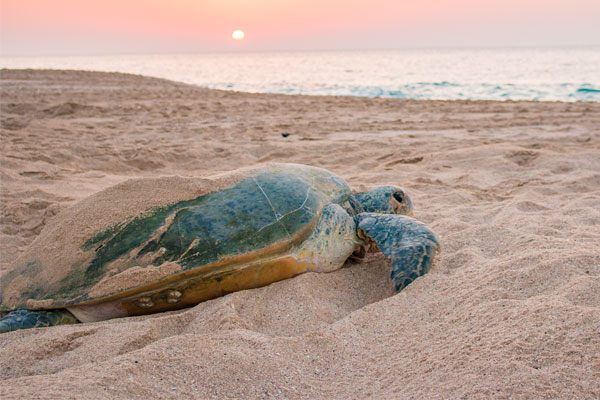 The best animal encounters in the Middle East
