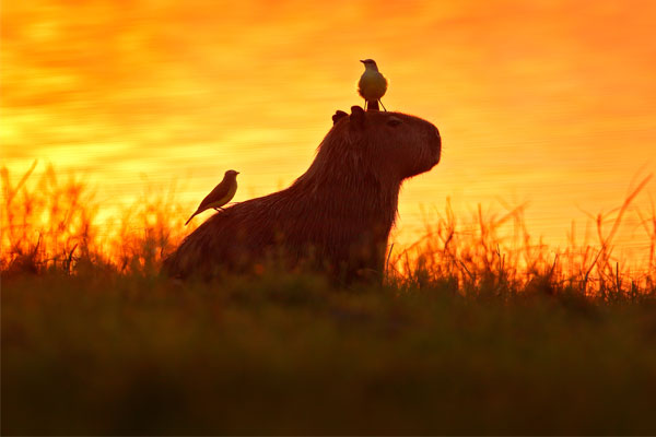 Exploring the wilderness in the Pantanal, Brazil