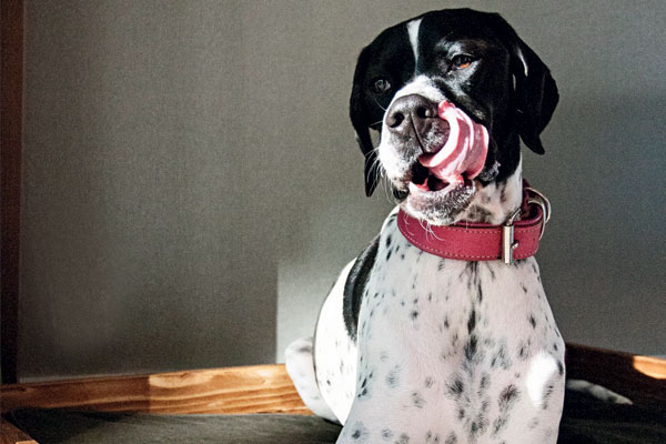 Dog-friendly hotels: Holidays with man’s best friend