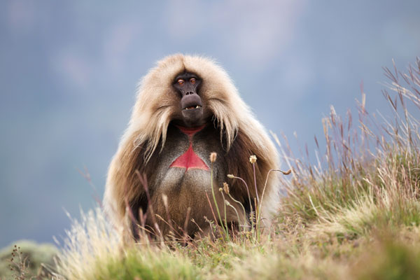 Exploring Ethiopia&rsquo;s wildlife and ancient monuments