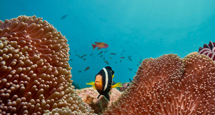 Snorkelling, swimming and a slower pace of life at this Maldives small island resort