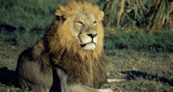Q&A: How safari guide Ivan Carter set up a wildlife conservation foundation