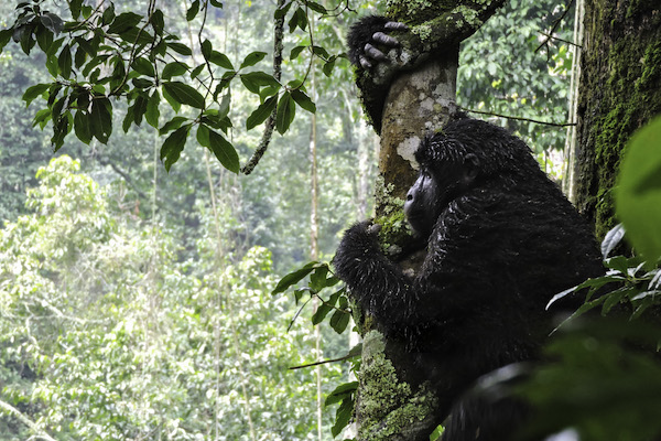 Rainbow Tours reinstates Uganda parks after travel advice changes