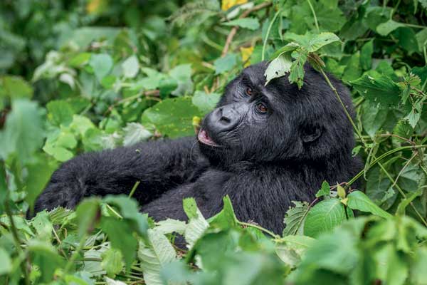 The best national parks in western Uganda