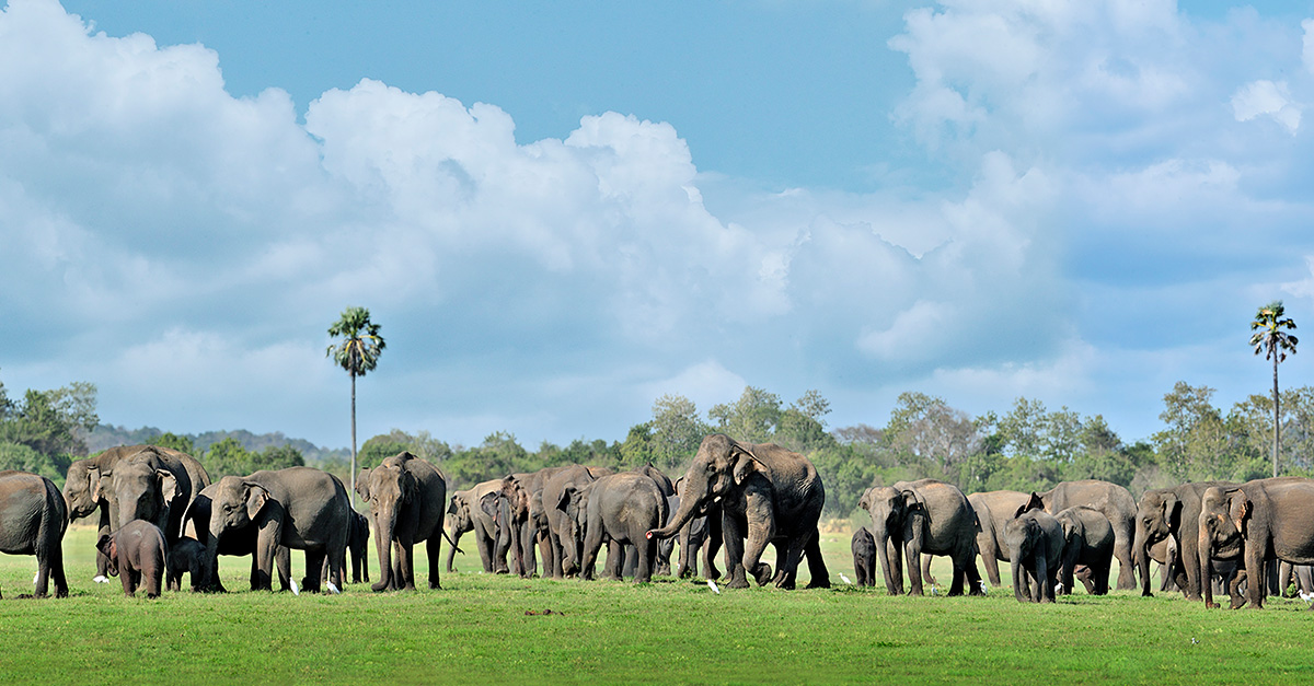 Discover the nature and wildlife across Sri Lanka