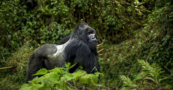 Wendy Wu Tours releases first wildlife collection