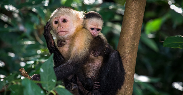 Beyond the canal: Panama as a green travel hotspot