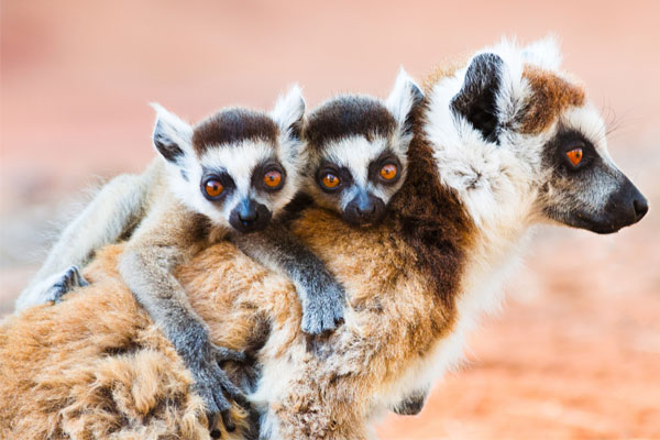 Exploring Madagascar’s unique flora and fauna on a road trip