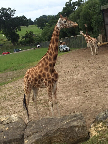 1a78e67a64ff57364919aeff532d0b43_longleat