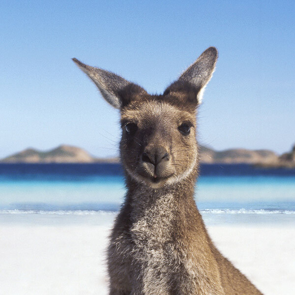 ab7178cc3db01fe608df7ce999e86967_1kangaroo_600_600