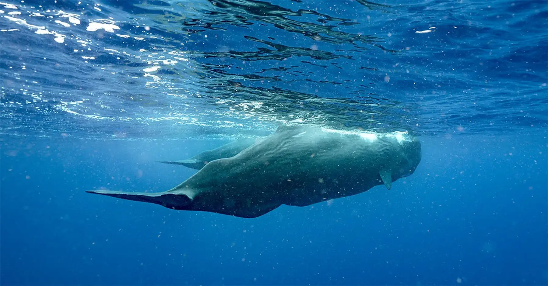 5 things to do in Dominica