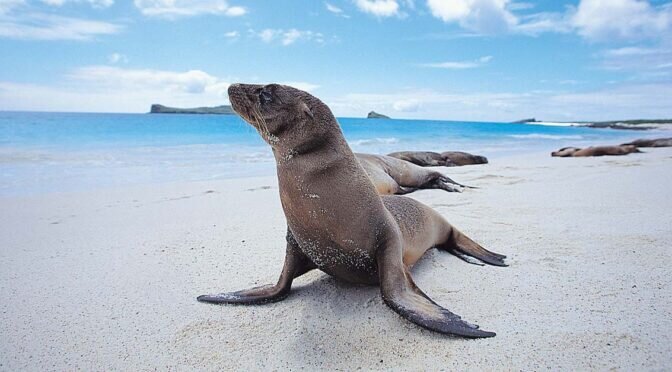 تجربة سياحية: الغوص في جزر غالاباغوس