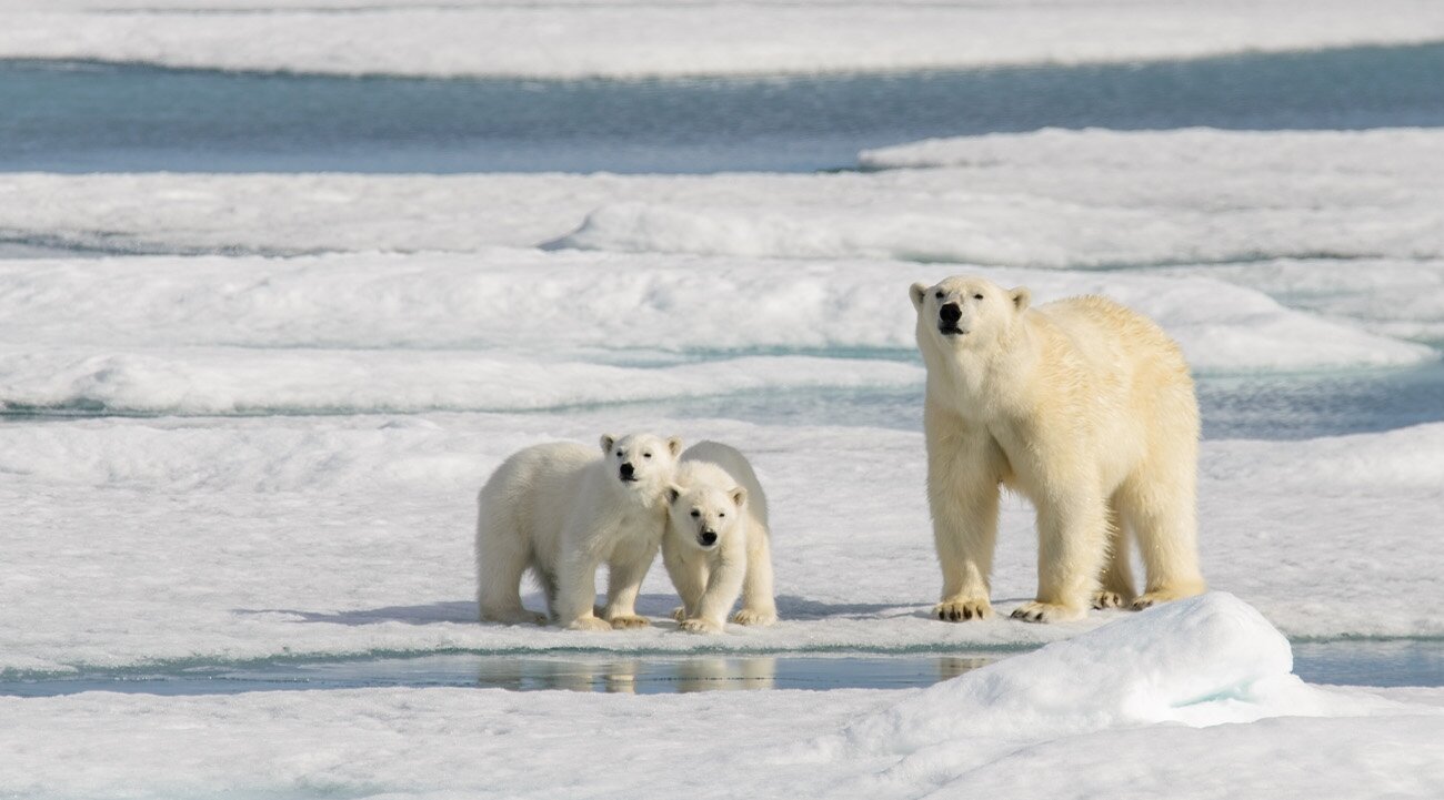 Quark Expeditions: Polar bear spotting in Spitsbergen, Norway