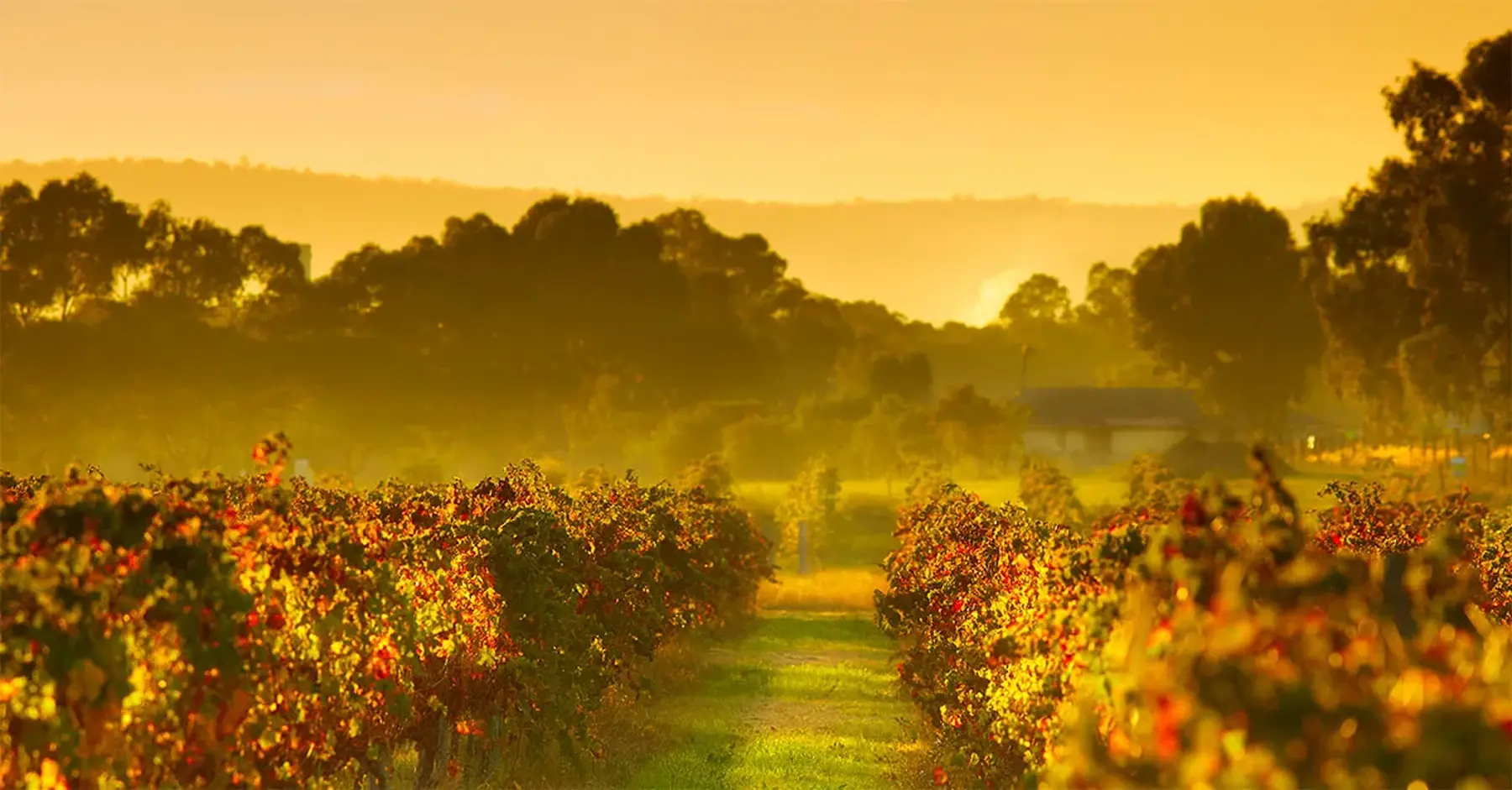 Feasting and drinking in Western Australia's Swan Valley