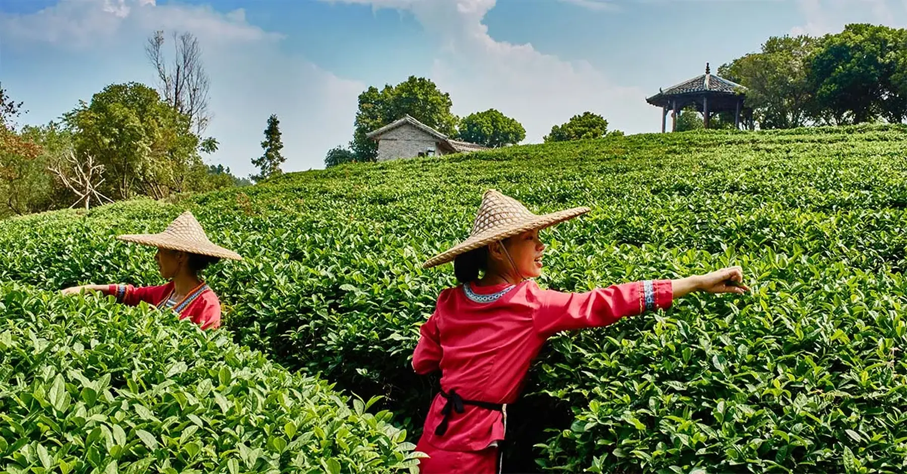Love a cuppa? Try 3 of the best tea-inspired trips
