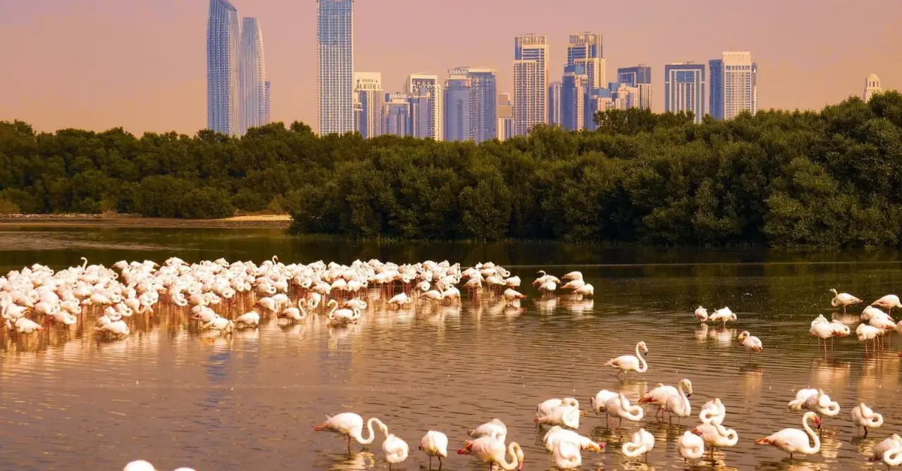 ras al khor wildlife dubai
