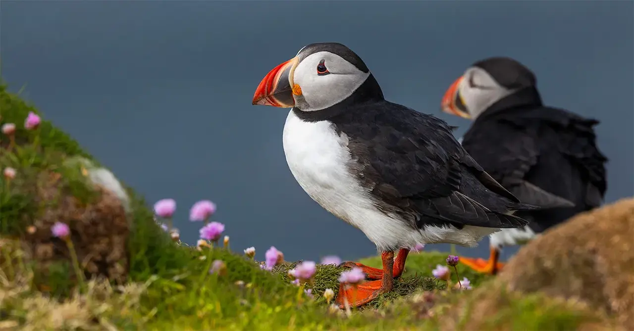 Puffins on Fair Isle Credit Adrian Wlodarczyk
