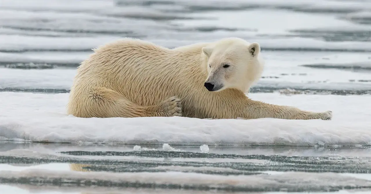 We found a polar bear Credit Adrian Wlodarczyk