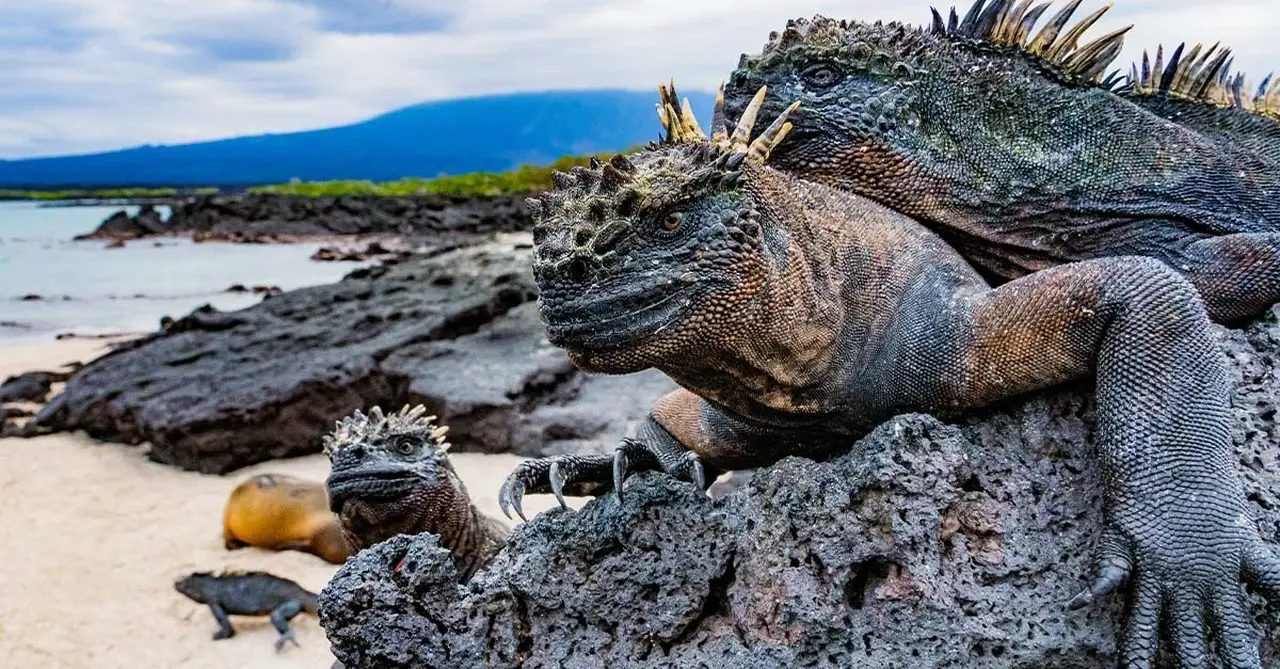 Gal pagos Islands Fernandina Island HGR 165174 Photo Andres Mesias