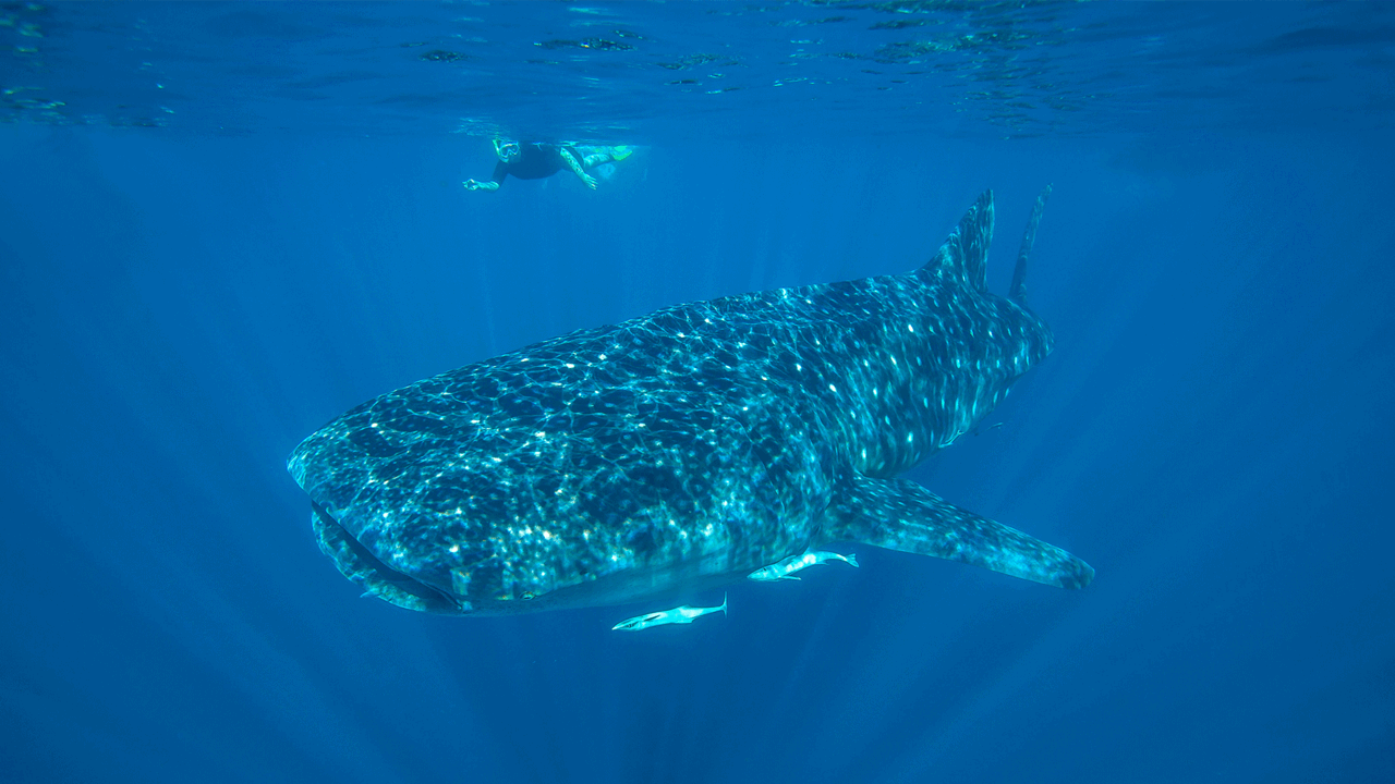 Journey Beyond acquires western Australia dive specialist