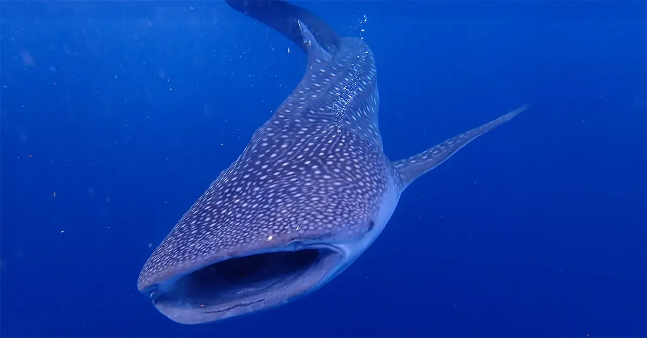 Spying dragons and restoring coral reefs in Indonesia