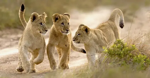 A client’s safari can be more diverse than you think