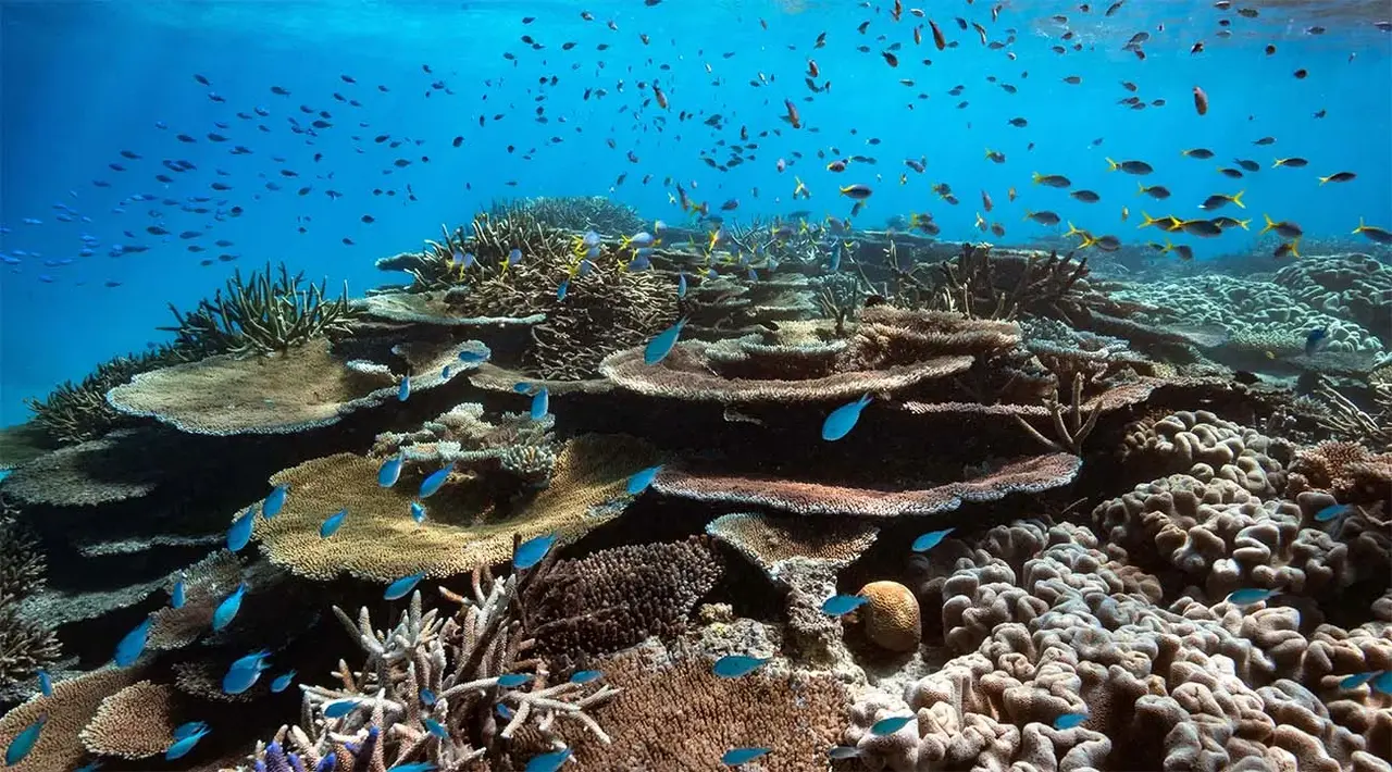 Reef retreat: These properties on Queensland’s Palm Islands offer a front-row seat to the Great Barrier Reef