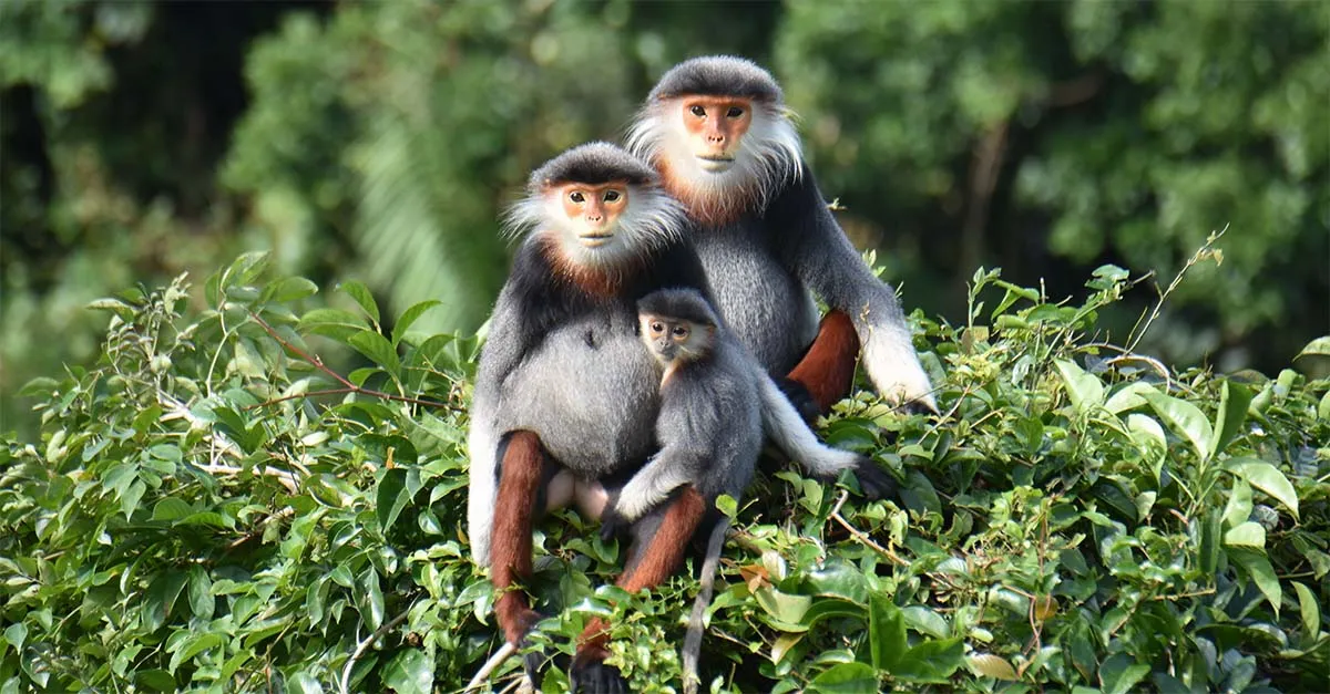 shutterstock Nguyen Thi Quynh Chau 2413334471