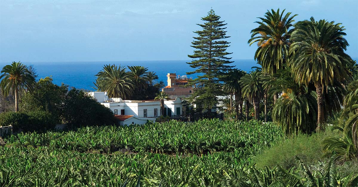 Banana plantations near Arucas