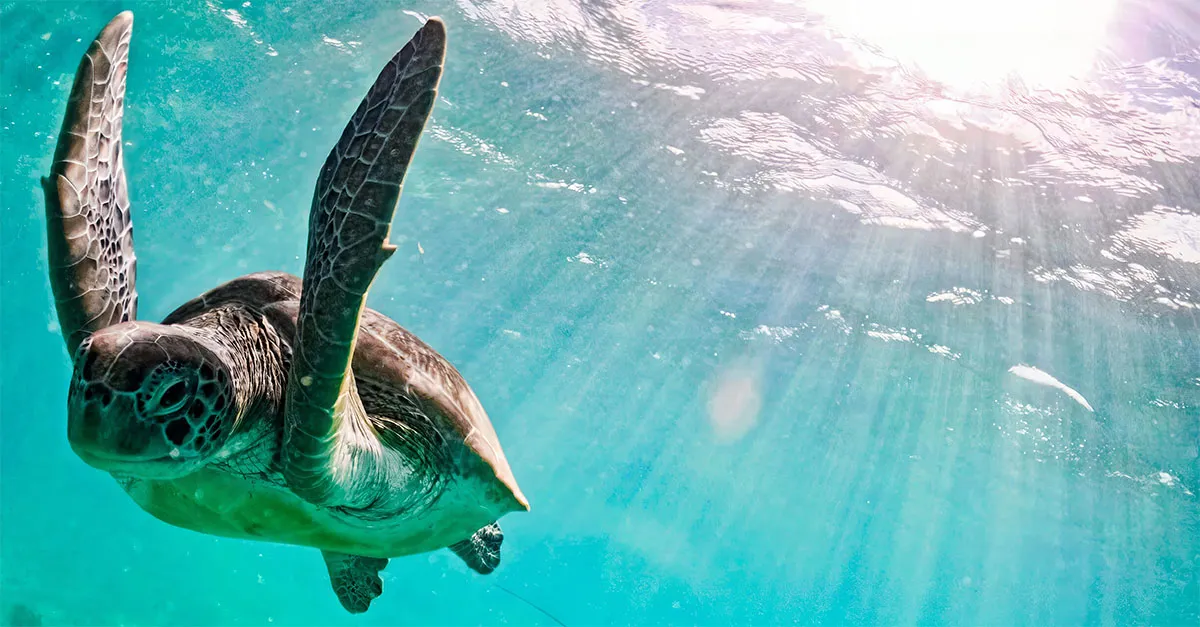 Why the Riviera Maya is now even easier to reach from the UK